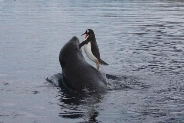 These funny animals (37 pics)