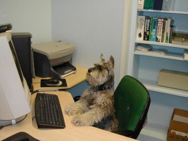 These funny animals (37 pics)