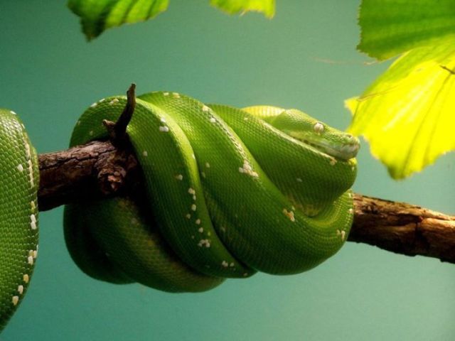 These funny animals (37 pics)