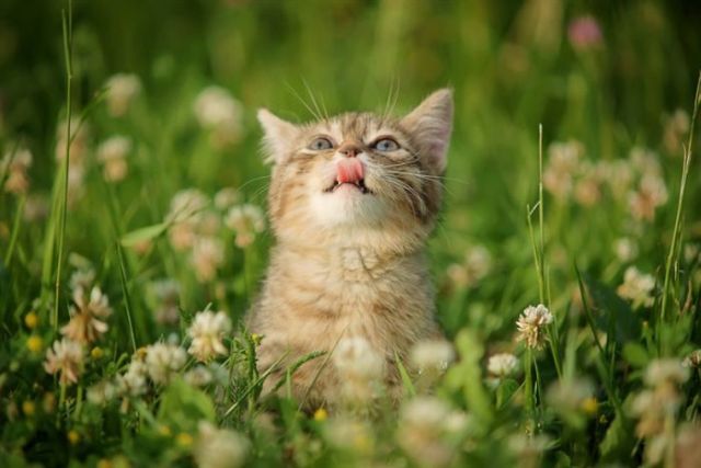 These funny animals (37 pics)