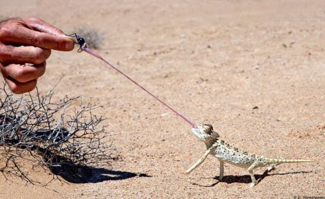 These funny animals (37 pics)