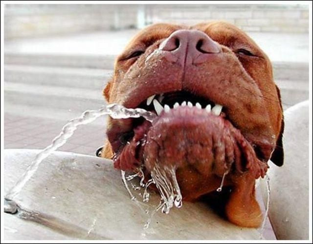 These funny animals (37 pics)