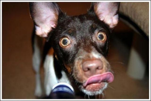 These funny animals (37 pics)