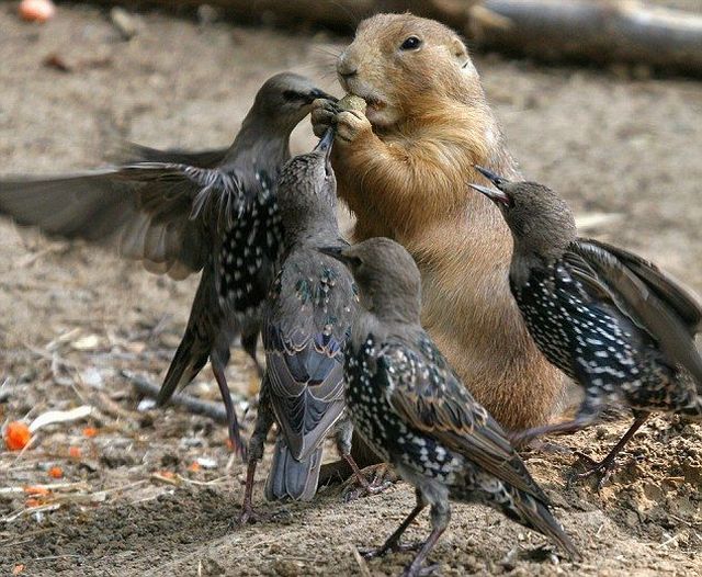These funny animals (37 pics)