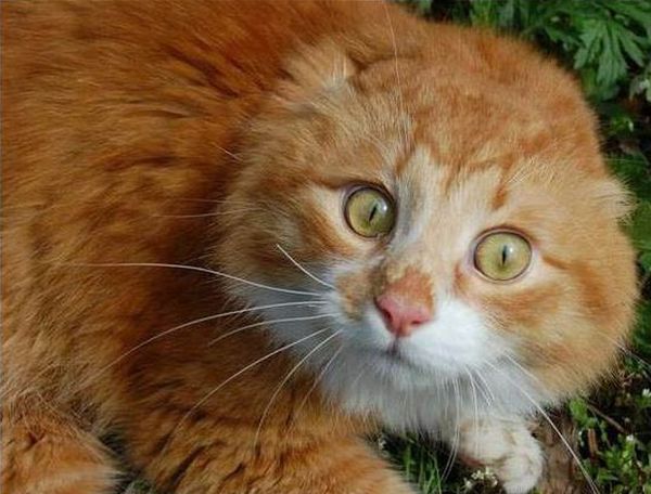 These funny animals (37 pics)