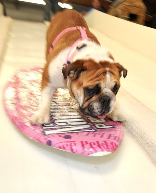 These funny animals (37 pics)