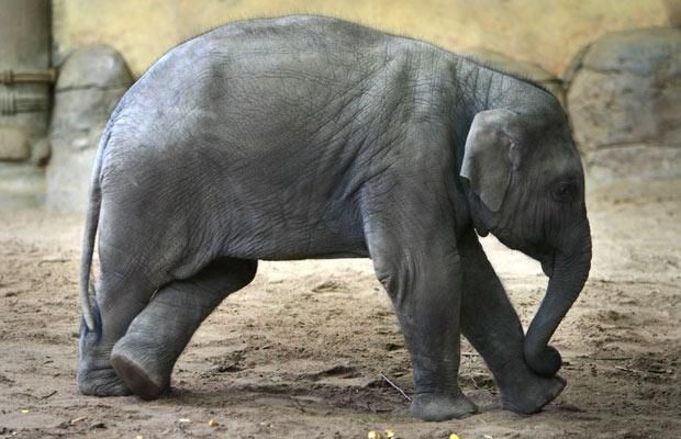 These funny animals (37 pics)