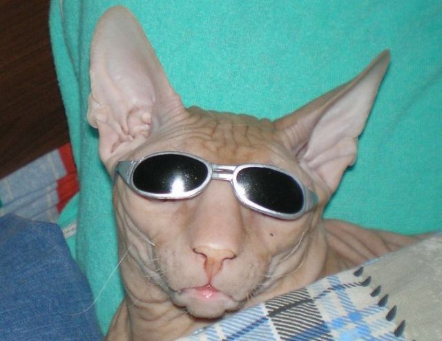 These funny animals (37 pics)