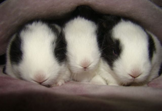 These funny animals (37 pics)