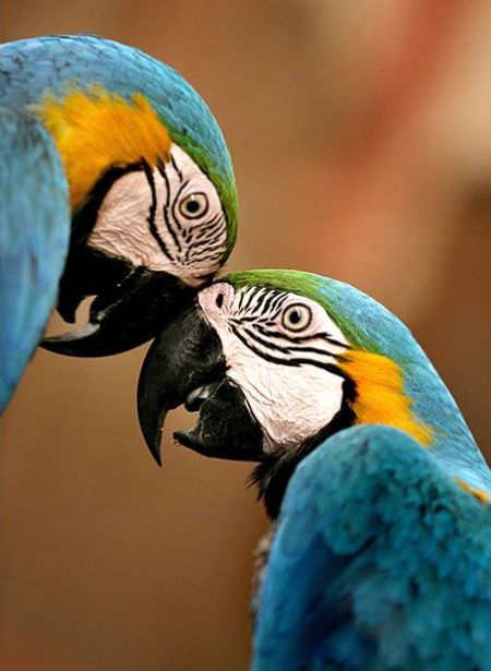 These funny animals (37 pics)