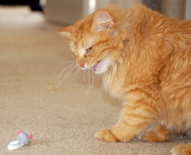 These funny animals (37 pics)