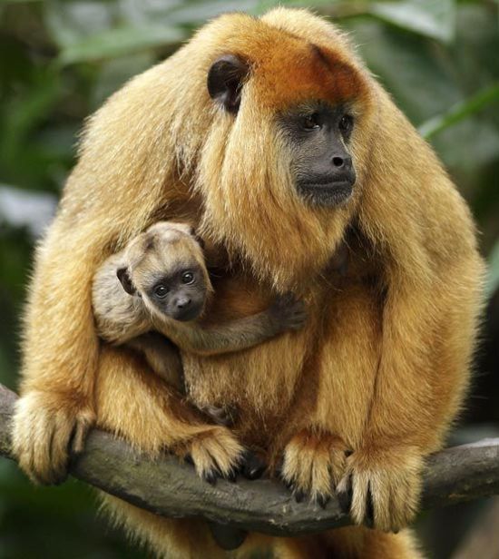 These funny animals (37 pics)