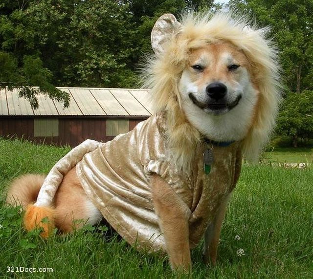 These funny animals (37 pics)