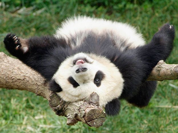 These funny animals (37 pics)