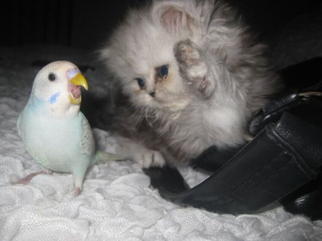 These funny animals (37 pics)