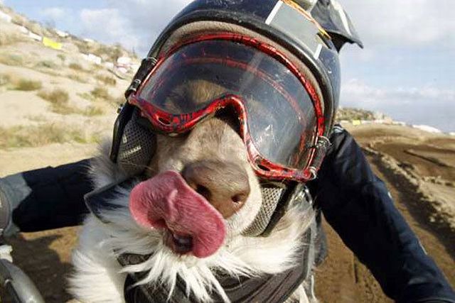 These funny animals (37 pics)