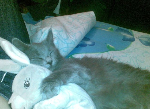 Silly Kittys (142 pics)