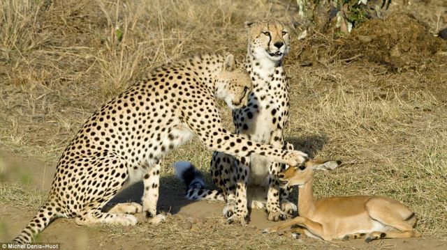 Since The Cheetah Isn’t Hungry The Impala Is Not In Danger (4 pics)