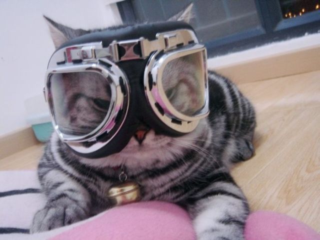 These funny animals (36 pics)