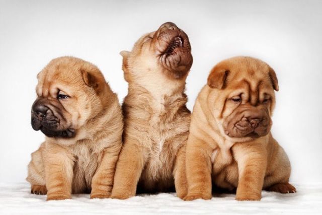 These funny animals (36 pics)