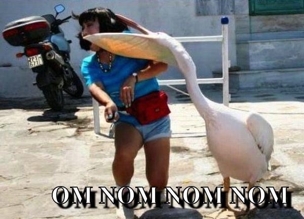Funny Series of Nom Nom Nom. Part 2 (33 pics)