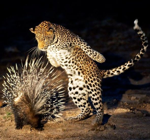 These funny animals (39 pics)