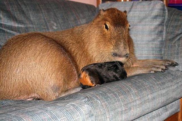 These funny animals (32 pics)