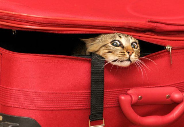 These funny animals (32 pics)