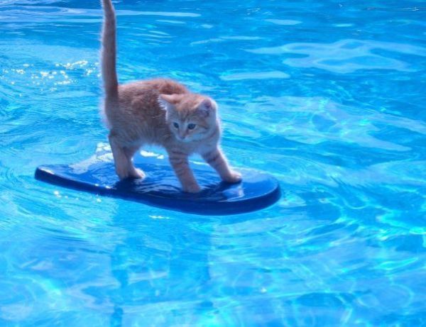These funny animals (32 pics)