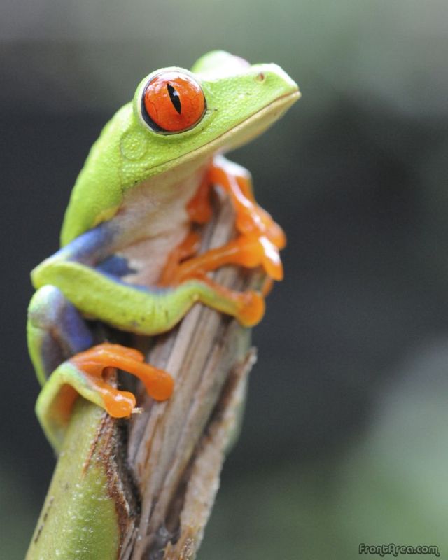 These funny animals (32 pics)