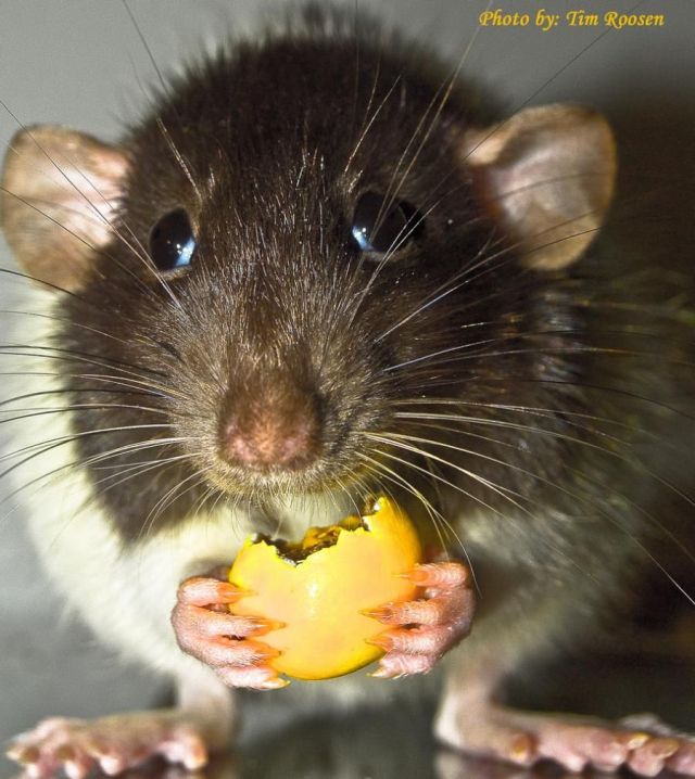 These funny animals (32 pics)
