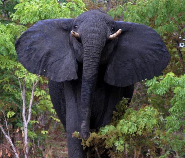 These funny animals (32 pics)