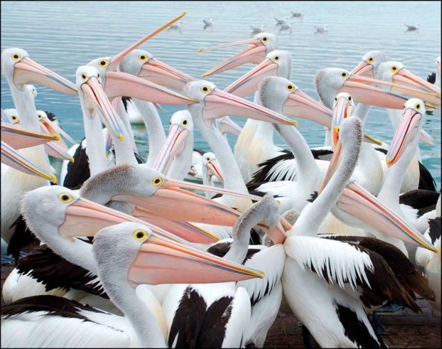 These funny animals (32 pics)