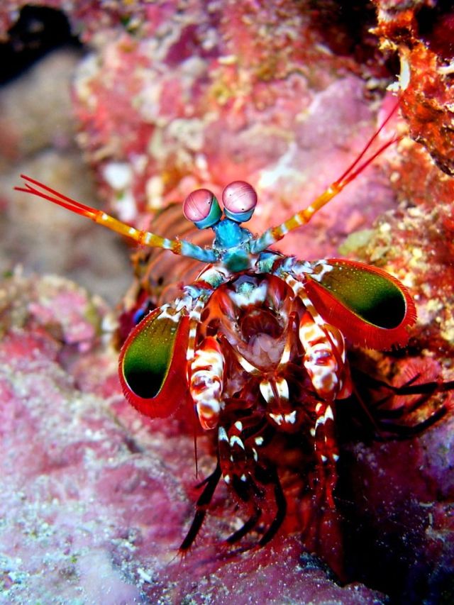 These funny animals (32 pics)
