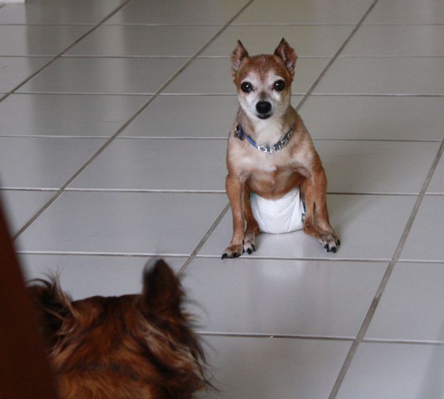 These funny animals (32 pics)