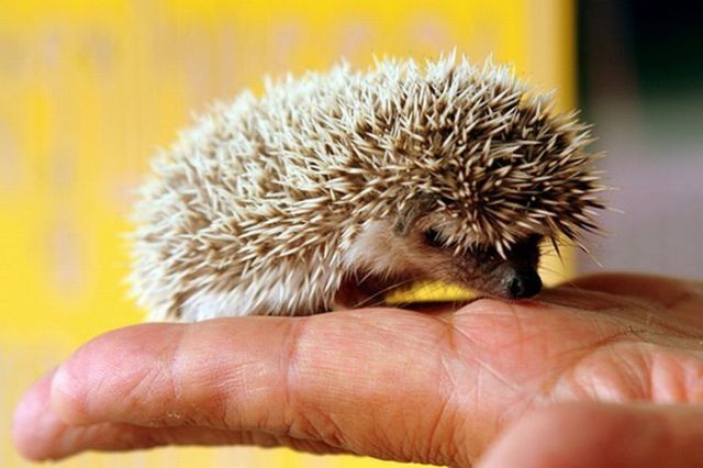 These funny animals (32 pics)