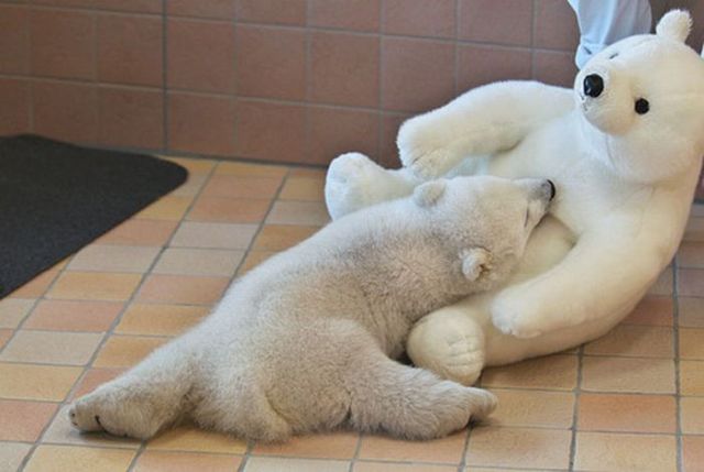 These funny animals (32 pics)