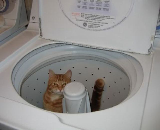 These funny animals (32 pics)