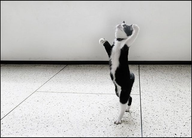 These funny animals (32 pics)