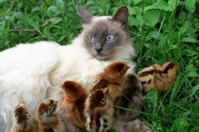 These funny animals (32 pics)