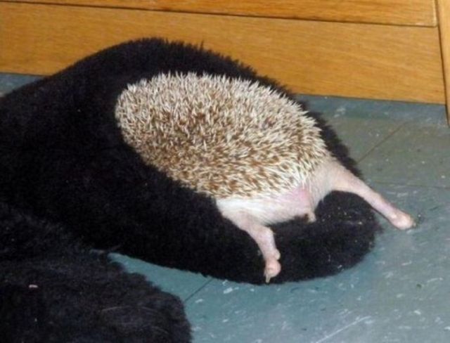These funny animals (32 pics)
