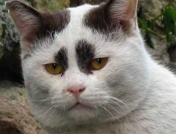 These funny animals (32 pics)