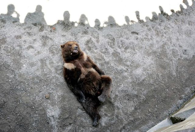 These funny animals (32 pics)