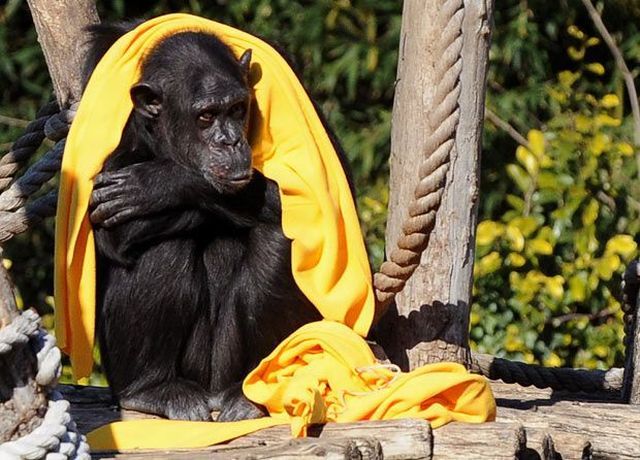 These funny animals (32 pics)