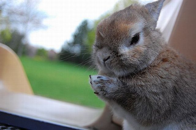 These funny animals (32 pics)