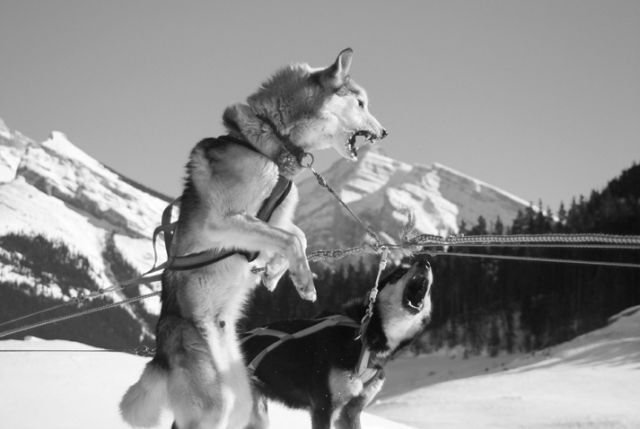 These funny animals (32 pics)