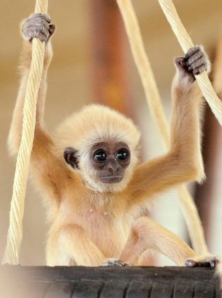 These funny animals (32 pics)