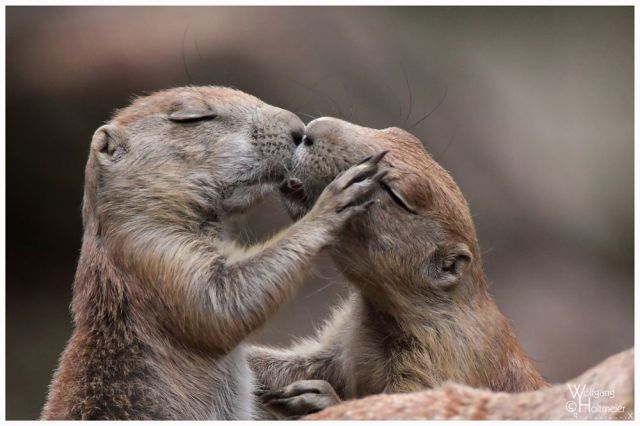 These funny animals (32 pics)