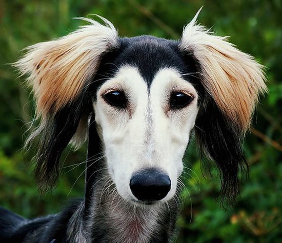 These funny animals (32 pics)