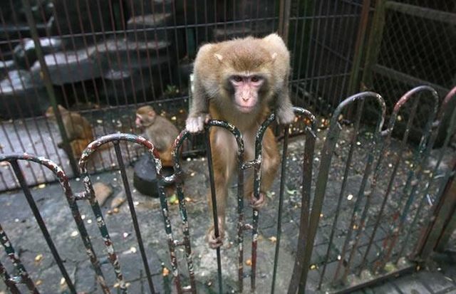 These funny animals (32 pics)